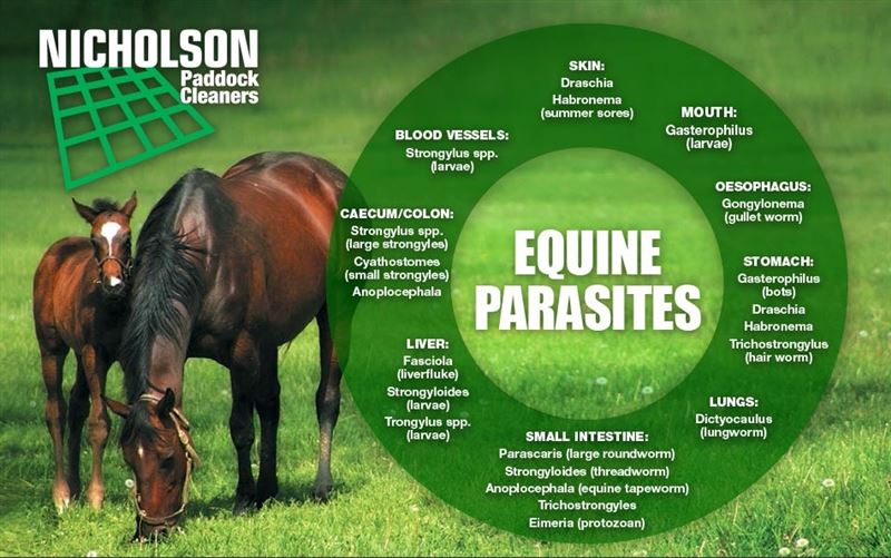 Horse Care - Parasite Management