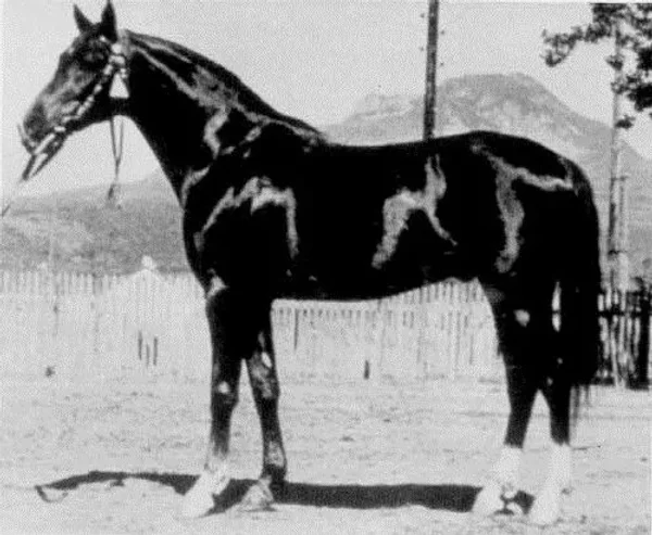 Knippel