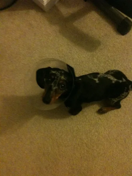 Roxy