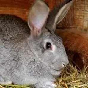 Chinchilla American