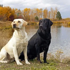 World’s Best Guard Dog Breeds - Part II