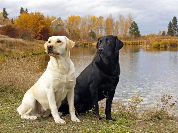 What comes to mind when you hear the term “guard dog” Do you immediately picture a monstrous, muscular animal with massive slavering jaws and a bone-chilling, deep-voiced bark