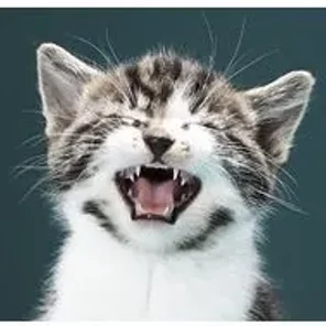 Why Does Your Cat Meow So Much?