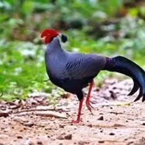 Siamese Fireback