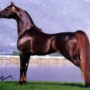 Khadraj NA