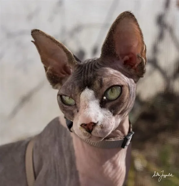 Jezebel