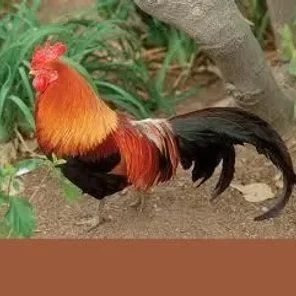 Old English Pheasant Fowl