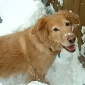 Golden Shepherd (Designer Dog)