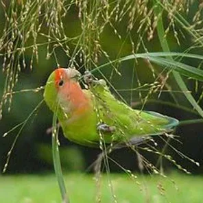 Lovebirds