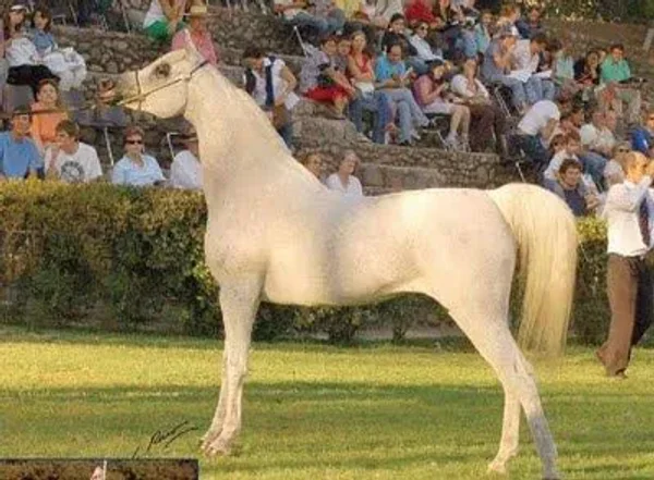 VAN EL ROSE