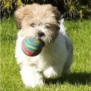 La-Chon (Designer Dog)