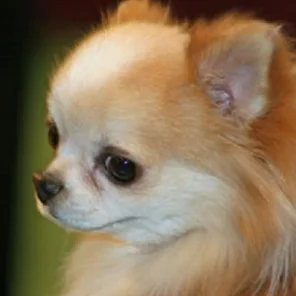 The Richest Pets In The World