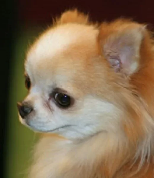 You will find it hard to believe that there are a good number of animals that are depressingly better off than you and half of the world’s population will ever be. Here’s a look at ten of the world’s richest pets