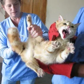 Finding the Right Vet