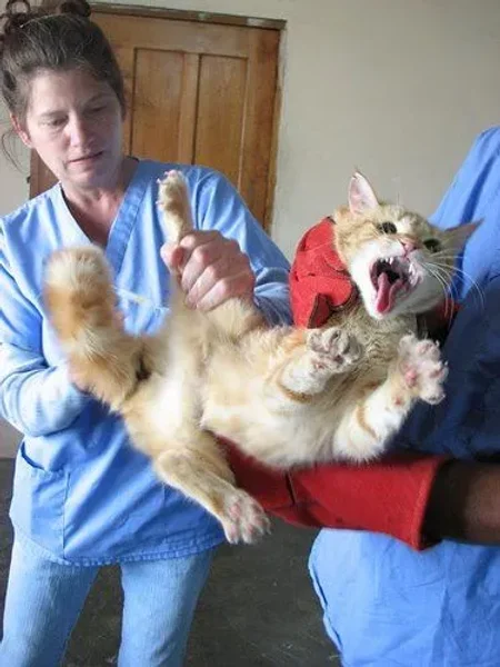 Heart of Minnesota Animal Shelter
