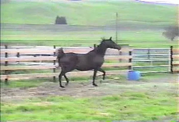 Mi Favorite Toi (Toi Soldier x Nabielette) 1993