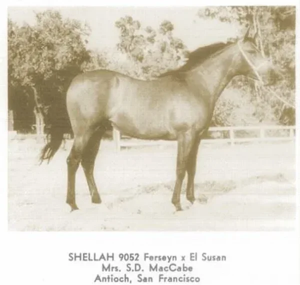 shellah