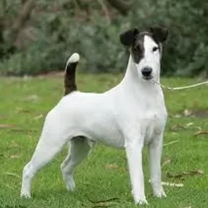 Fox Terrier (Smooth)