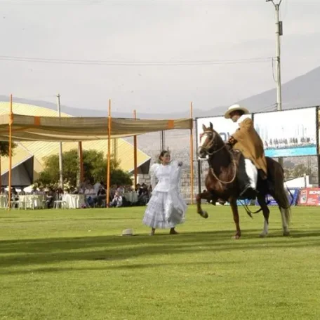 Alpaca Fiesta 2014