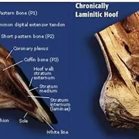 Laminitis