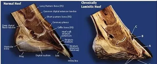 Laminitis