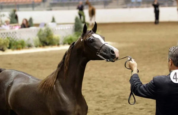 GR REYCHELL