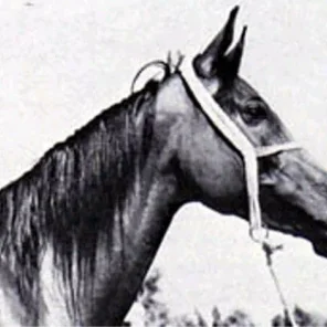 EL BATAA