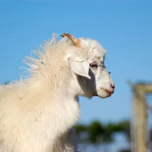Cashmere Goats