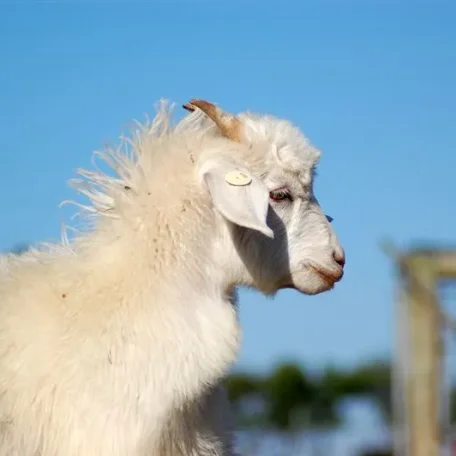 A cashmere goat is any breed of goat that produces cashmere wool, the goat's fine, soft, downy, winter undercoat, in commercial quality and quantity.