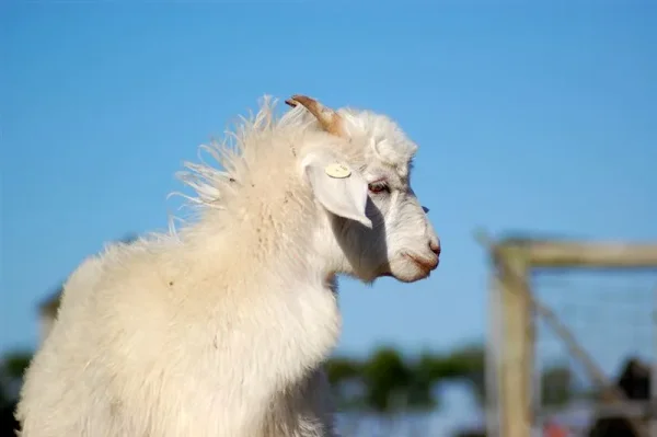 A cashmere goat is any breed of goat that produces cashmere wool, the goat's fine, soft, downy, winter undercoat, in commercial quality and quantity.