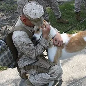 Nowzad Dogs Animal Rescue