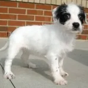 Bostchon (Designer Dog)