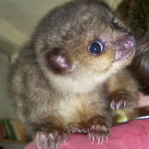 kinkajou