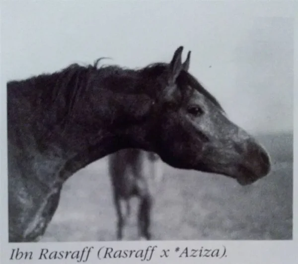 Ibn Rasraff