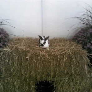 Breaking Dawn's Spot
