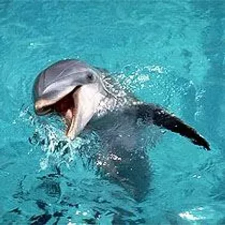 The real Flipper - definitely one of my boyhood friends