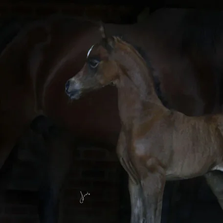 EXXALT
(Excalibur EA × Vesperra)
2014 Grey Purebred Arabian Colt