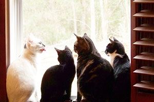 Bringing Outdoor Cats Indoors