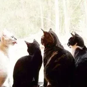 Bringing Outdoor Cats Indoors