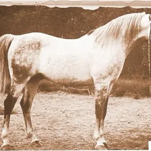 NEYSEYN