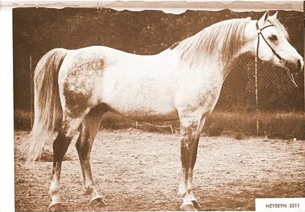 NEYSEYN
