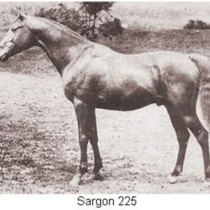 Sargon
