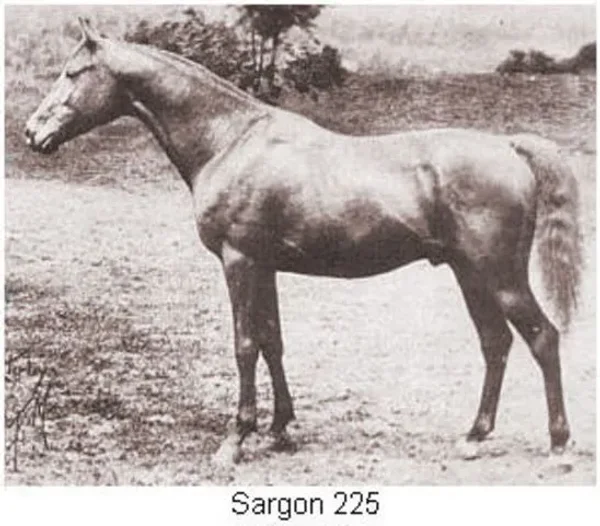 Sargon
