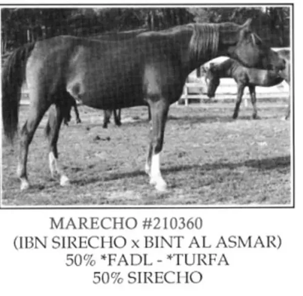 Marecho