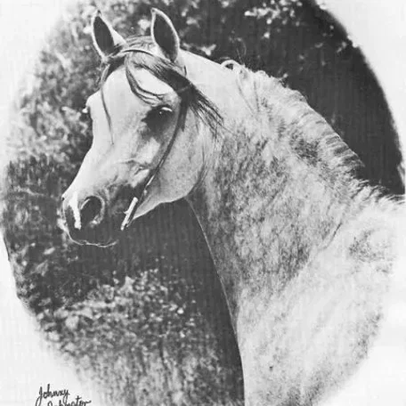 BASEYN IBN EL NATTALL 1959 Arabian Stallion