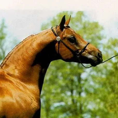 Dalul 1968 straight egyptian
