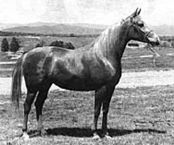 LEWISFIELD NIZZABA