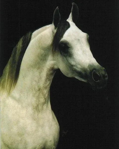 AK EL MAALOUF
