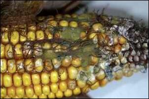 Aflatoxin Poisoning in Horses