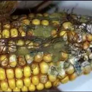 Aflatoxin Poisoning in Horses